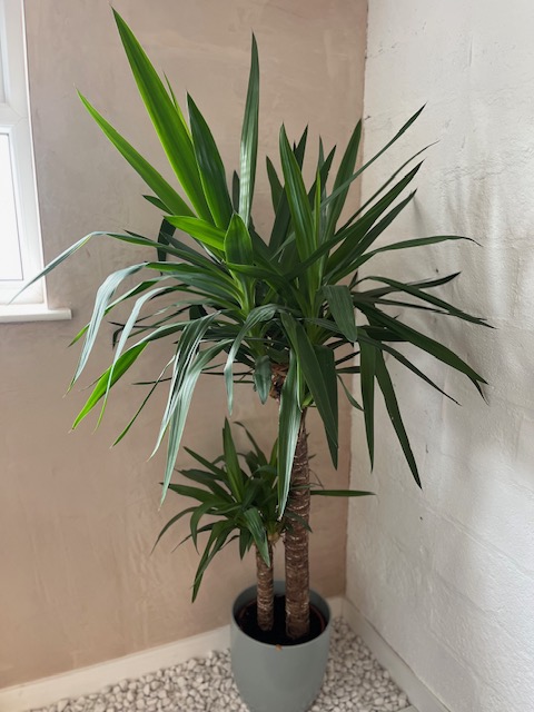 Selection of Office Plants