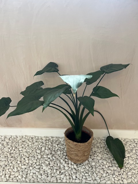 Selection of Office Plants