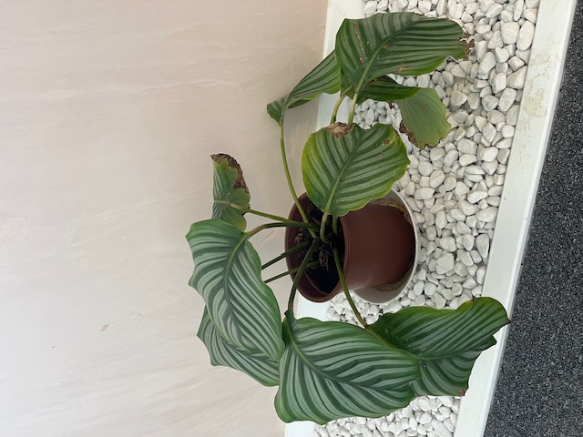 Selection of Office Plants