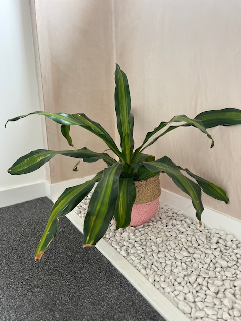 Selection of Office Plants