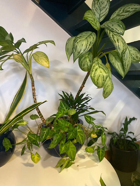 Various Plants